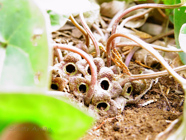 Asarum nipponicum