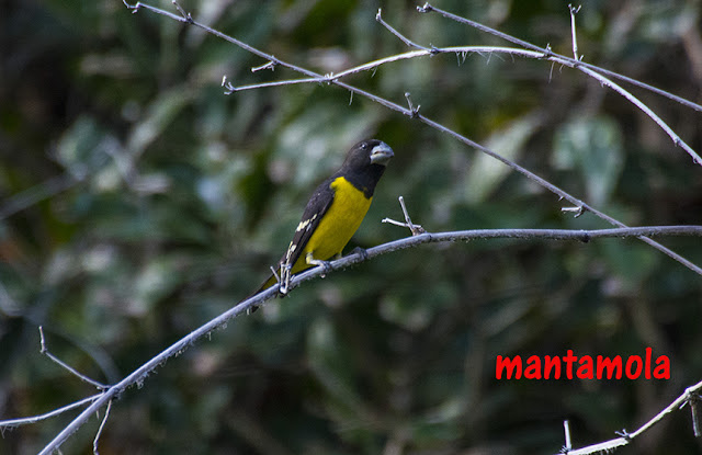 Spotted-winged Grosbeak