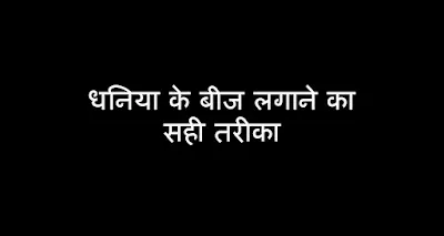 Dhaniya ke beej (bij) lagane ka sahi tarika, Dhaniya beej kaise lagaye