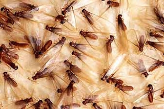 How to Get Rid of Termites Fast