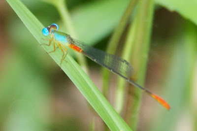 Ceriagrion cerinorubellum