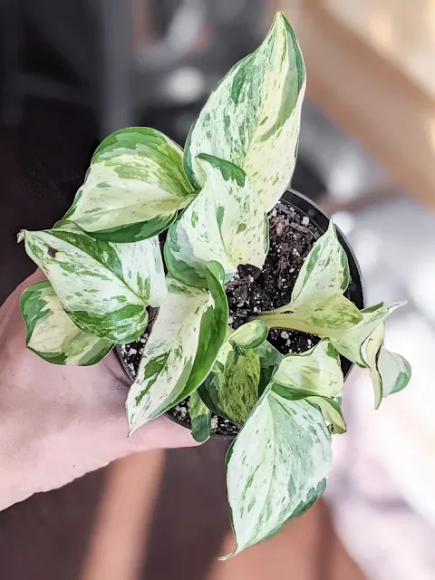 Manjula Pothos