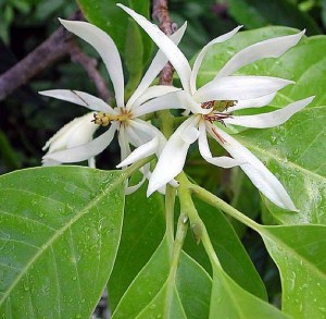  Flora  Indonesia Maskot Flora  Provinsi  Sulawesi Barat