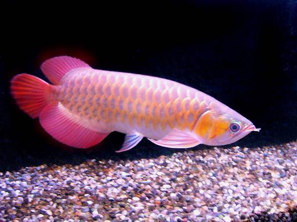 Type Red Arowana And Indonesia Super Red Arowana 