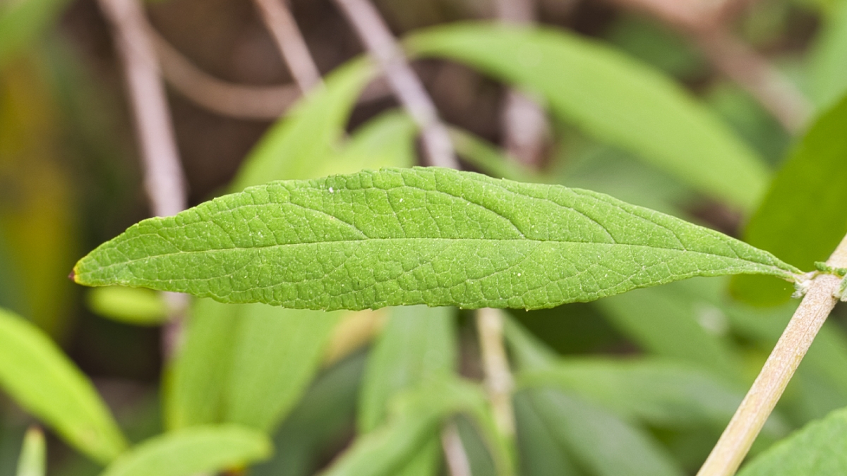 Buddleja davidi