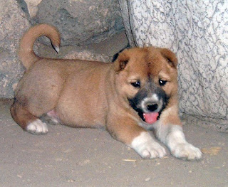 Armenian Gampr dog Puppy