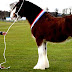 Clydesdale horse