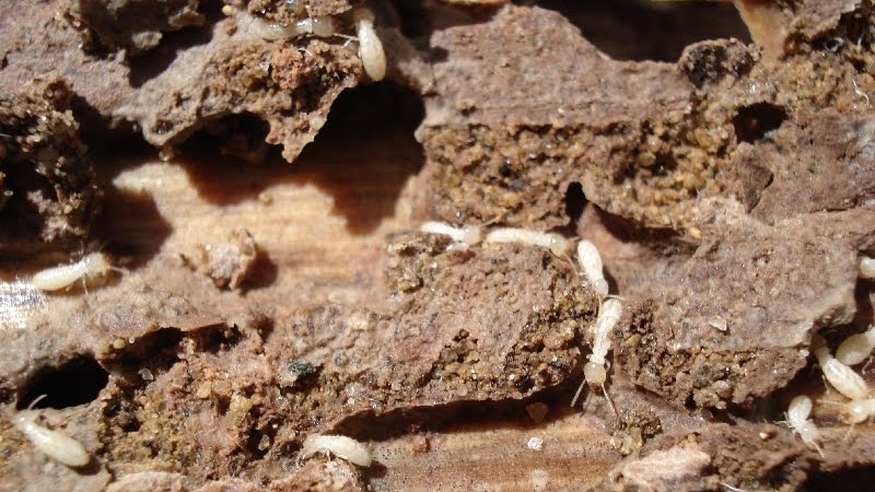 Termite - House Termites
