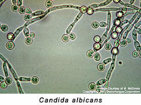 GSE candida albicans