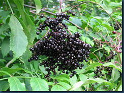 elderberry