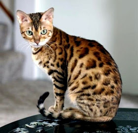 Gambar Kucing Jambi