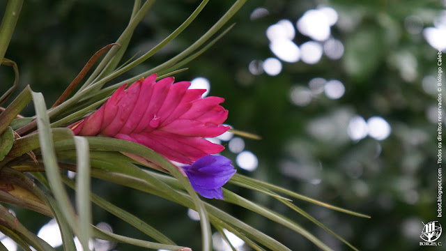 registro de uma inflorescência de bromelia