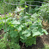 The Vegetable Garden: Some of My Garden Related Poetry