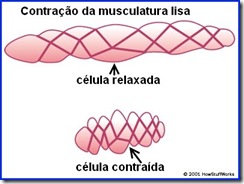 Células na contração e relaxamento