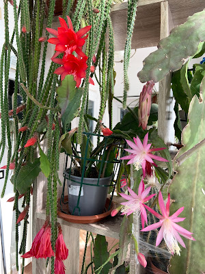 How is the Epiphyllum plant cared for? When does Epiphyllum flower?