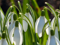 Galanthus nivalis - Common Snowdrop - Gewoon sneeuwklokje - Campanilla de invierno - Perce-neige - Gewöhnliches Schneeglöckchen