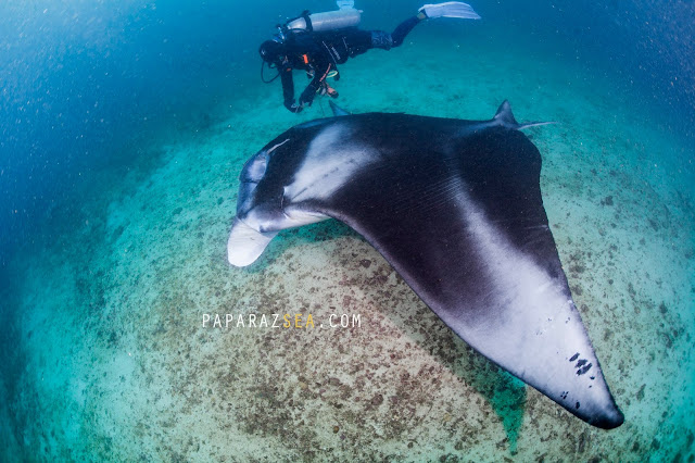 Scuba diving, UNDERWATER PHOTOGRAPHY, BICOL, DIVE MANTA BOWL, DIVE TICAO, DIVE PHILIPPINES, PAPARAZSEA