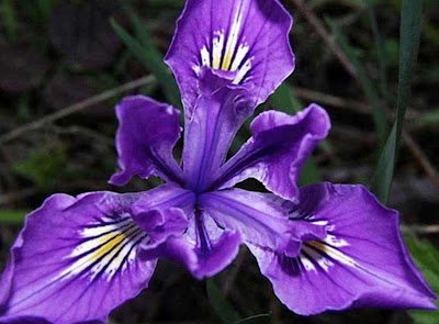 Beautiful Violet Flower Stills