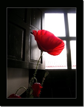 amapola