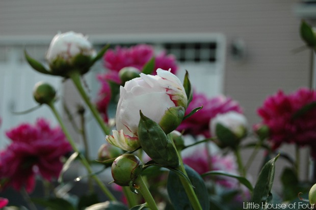 Beautiful Peonies