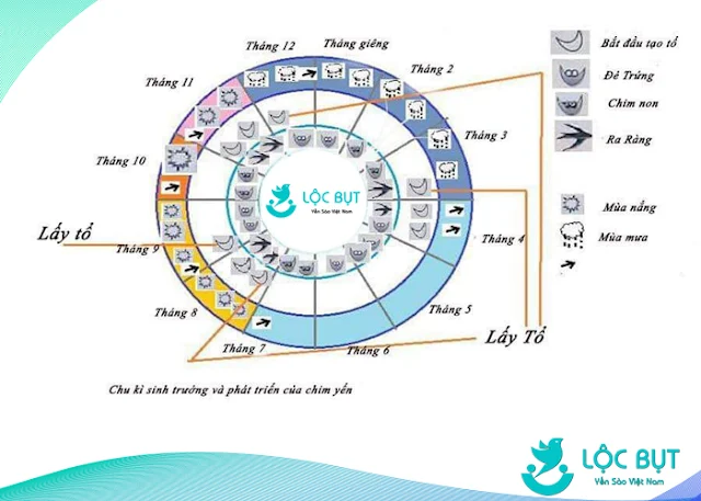 Bảng phong thần trong nghề dẫn dụ chim yến.