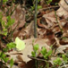 Album weergeven