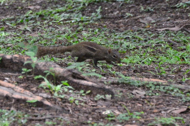 Menetes berdmorei