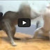 Dai Eth Sro Maul_Both Cats 