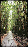 Bamboo Forest on the Pipiwai Trail