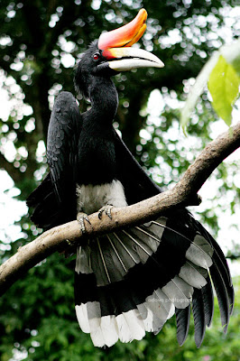 12 Burung Cantik dan Langka di Pulau Sulawesi