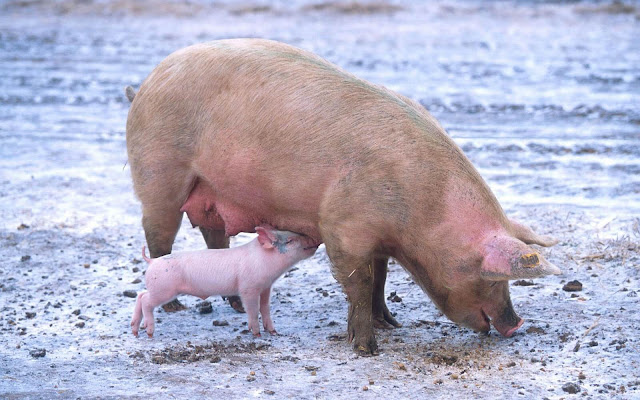 baby pig sucking milk from mother