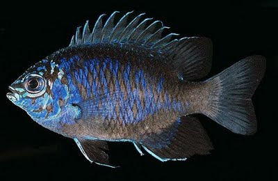 9 Spesies Baru di Papua Nugini