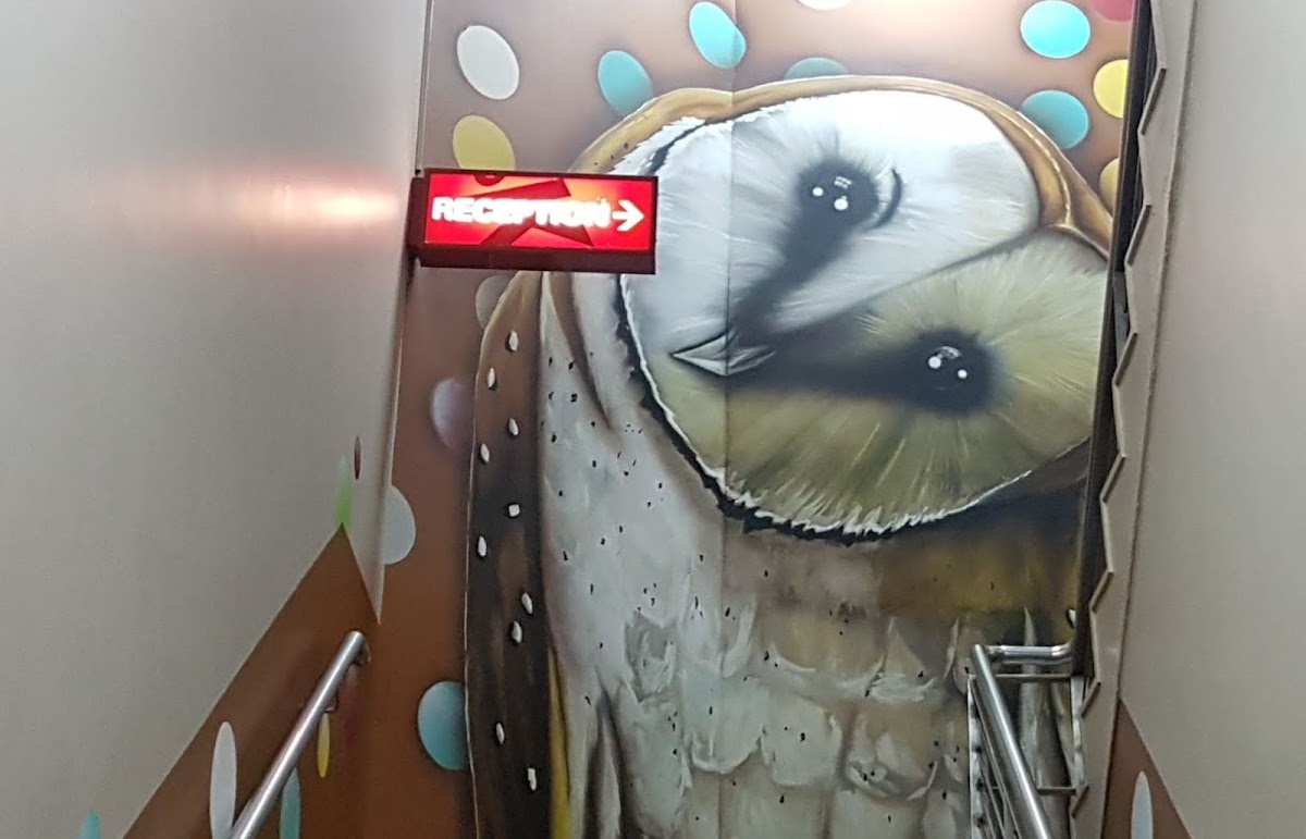wise owl watching the reception desk entrance at a backpacker hostel in Galway City