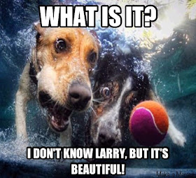 30 Funny animal captions - part 14 (30 pics), funny captioned pictures, funny animals with captions, photos with funny captions