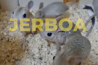 jerboa,jerboa adalah,jerboa animal,jerboas,habitat jerboa