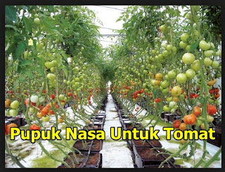 Pupuk Nasa Untuk Tomat