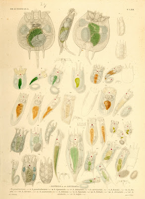 Brachionaea, Noteus, Anuraea