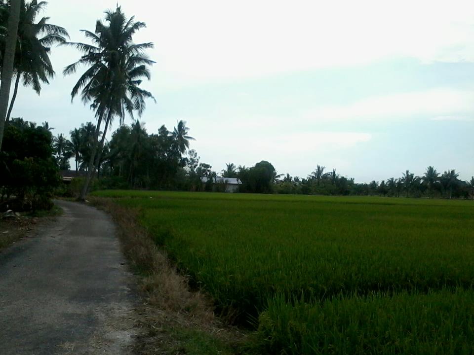 SelatanSelat Sawah Padi Kg Kandang Melaka