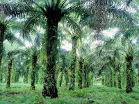 More than half of the world's palm trees in danger.