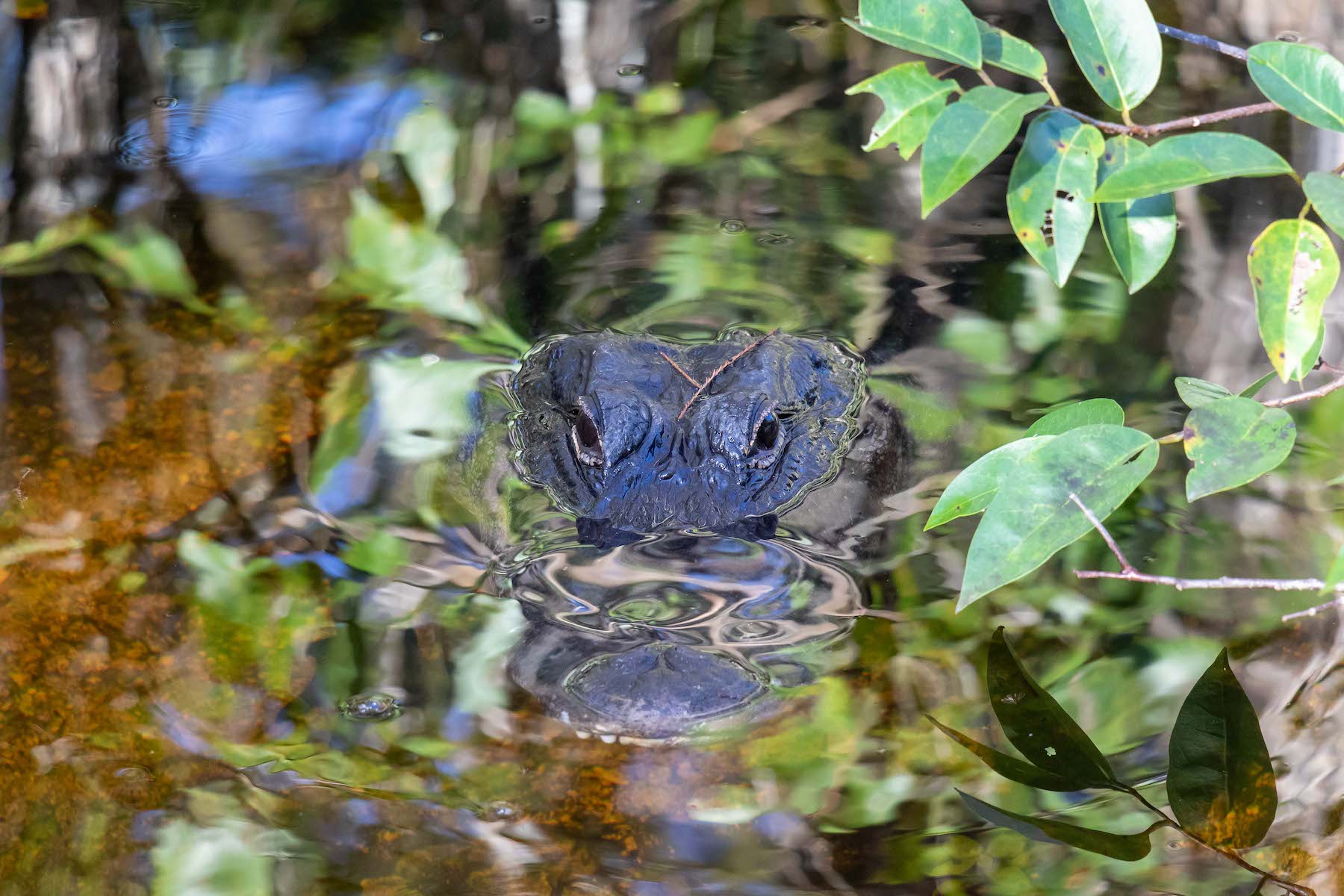 Caiman dels Everglades (USA)