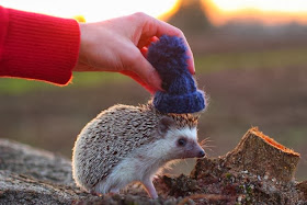 Funny animals of the week - 31 January 2014 (40 pics), hedgehog wears hat