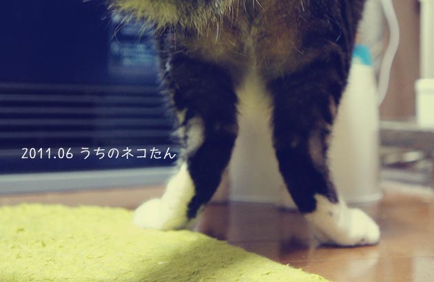 2011年6月の猫たん