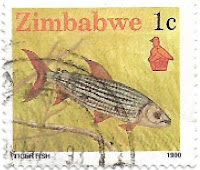 Selo peixe Tigre Africano