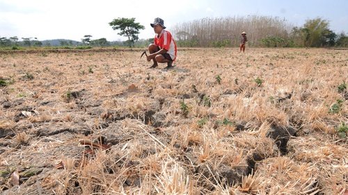 Dampak Krisis Pangan Bagi Indonesia