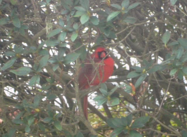 cardinal wallpaper,cardinal images,cardinal photo,cardinal picture,cardinals,cardinal bird,flying cardinal,sweet cardinals,red cardinal,