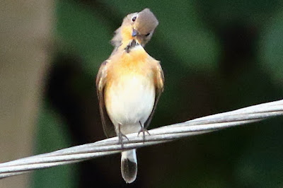 "Red-breasted Flycatcher - Ficedula parva pruning on a wire winter visitor."