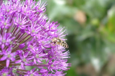 sierui allium beestje