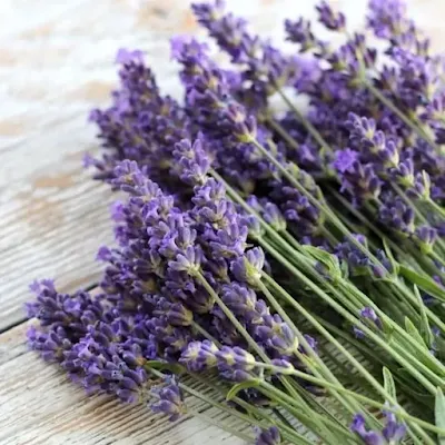 bunga lavender penghilang stress