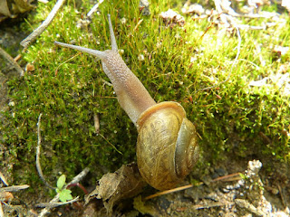 Escargot du Québec