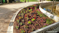 Soluciones Florales  de Arribas Center-Barnaplant  “La Fuente Luminosa 8 de Marzo” en el parque Miguel Servet de Huesca.